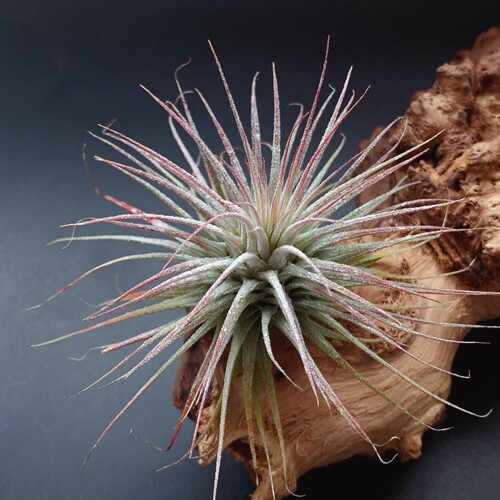 植物空气凤梨植物无土养殖