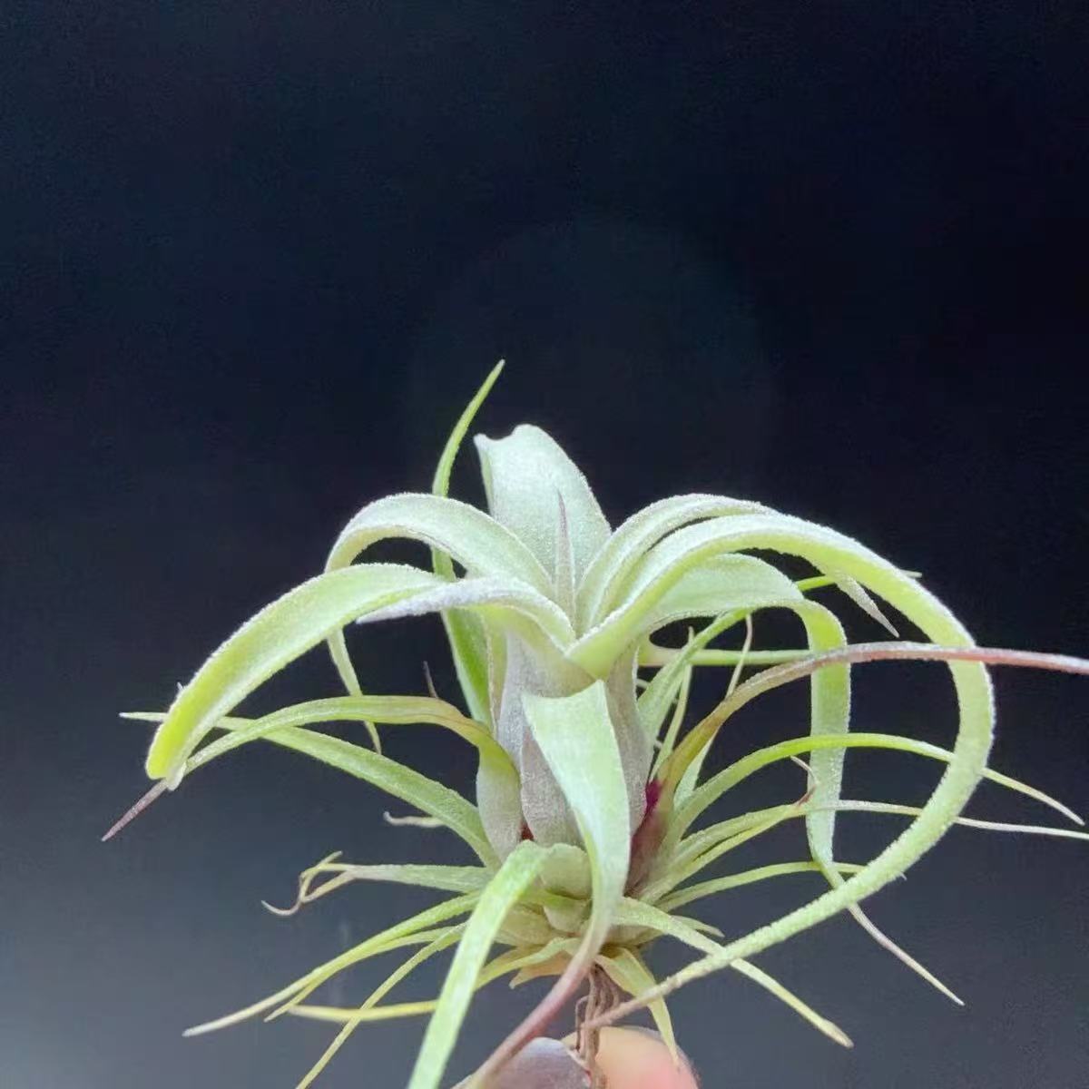 实生电卷小苗-空气凤梨 巨型电卷无土植物绿植简单养殖绿植