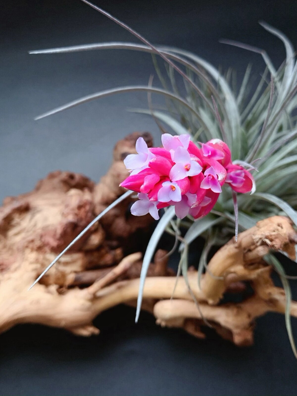 空气凤梨江苏基地空气草精选休斯顿无土栽培盆栽绿植花卉