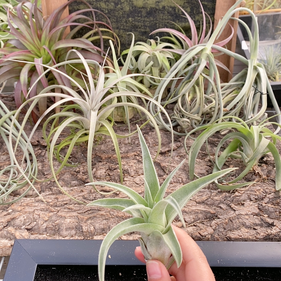 1.22电卷侧芽55,鲜花速递/花卉仿真/绿植园艺,绿植,淘宝优惠券,粉丝福利购,淘宝优惠卷