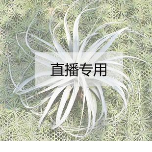 7月22日 直播花期合集77-86