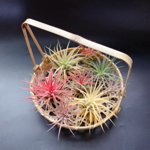 空气凤梨无土精灵空气草老人须美杜莎霸王不含底座促销款满28包邮