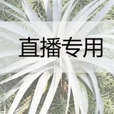 4月14日直播巨型柳叶送一个螺旋吊架  盲拍福利