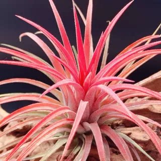 空气凤梨 无土空气 植物 ionantha rubra 鲁普拉精灵