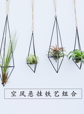 空气凤梨空气草无土家居不含植物
