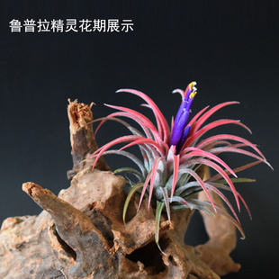 空气凤梨 无土空气  植物 ionantha rubra 鲁普拉精灵