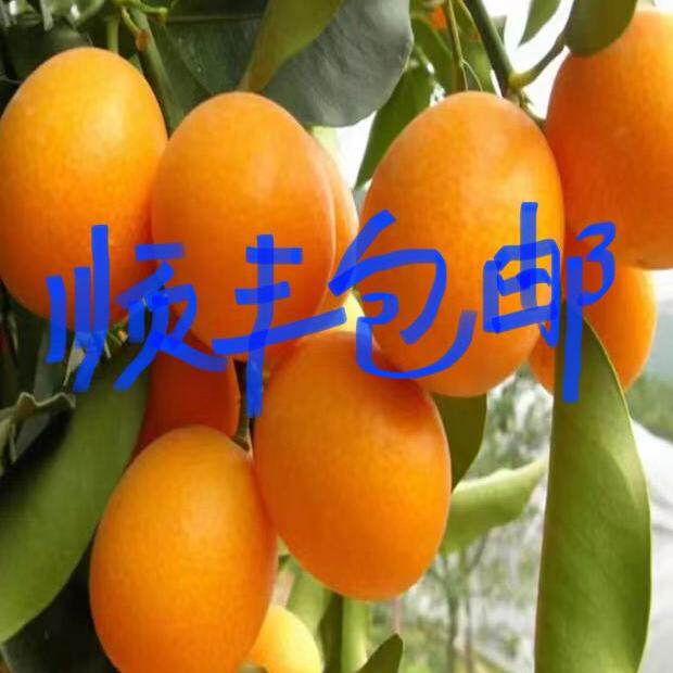 福建省尤溪管前金柑大果5斤多汁脆皮金桔新鲜当季农产品水果包邮