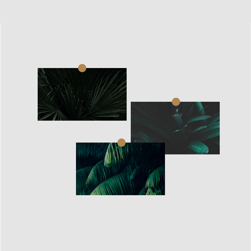 「tropics」热带雨林 明信片ins简约文艺原创祝福语小卡片留言卡