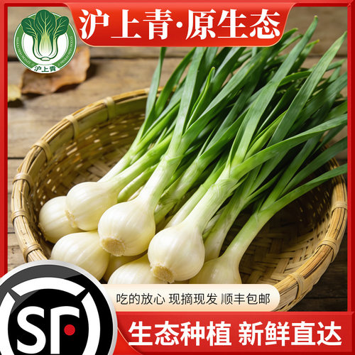 沪上青原生态蒜苗湖北黄冈新鲜直发生态种植现摘现发顺丰包邮