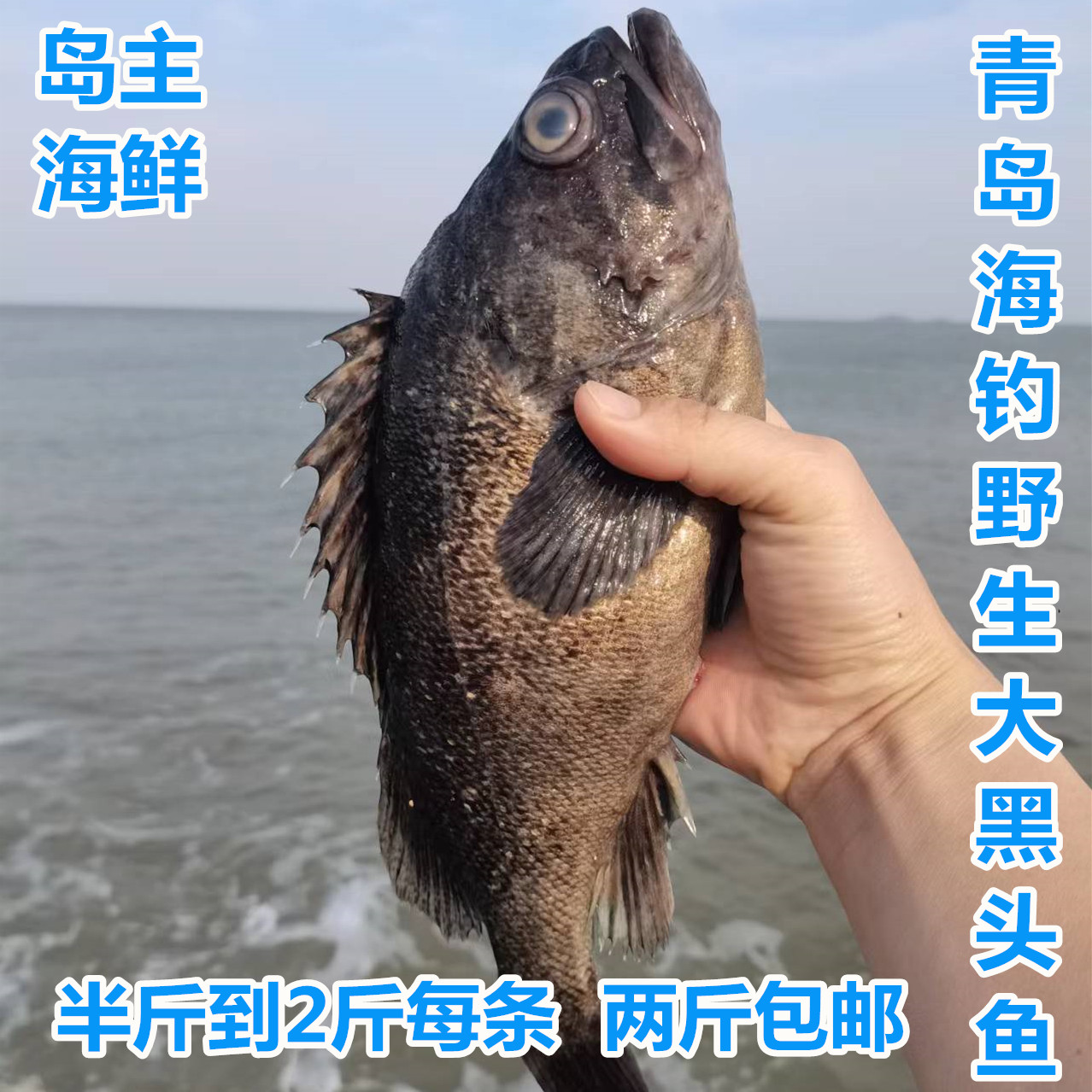 青岛船钓远海海捕大黑头鱼黑石斑鱼虎鱼纯海钓新鲜鱼半斤以上海鱼