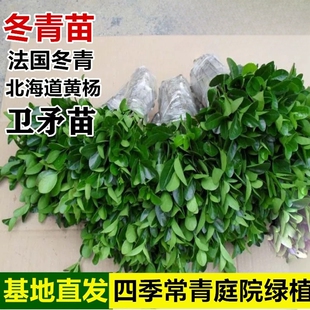 大叶冬青苗北海道黄杨苗卫矛苗篱笆苗庭院工程植物常青绿化树苗