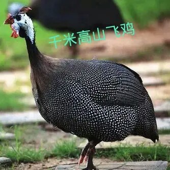 珍珠鸡1只起邮  每只净重2斤以上野外放养一年 现宰现拍