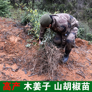 山胡椒树苗 木姜子树苗香料苗山苍子根煲汤木姜油调料 木姜花果苗