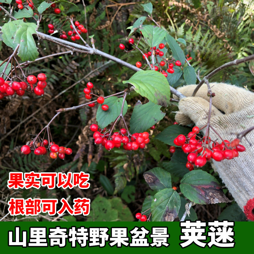 正宗野生荚蒾树苗拐子树铁打王烟管拐子树苗奇特野果盆栽地栽观花