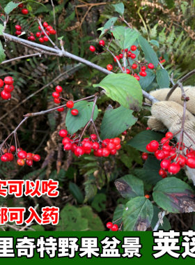 正宗野生荚蒾树苗拐子树铁打王