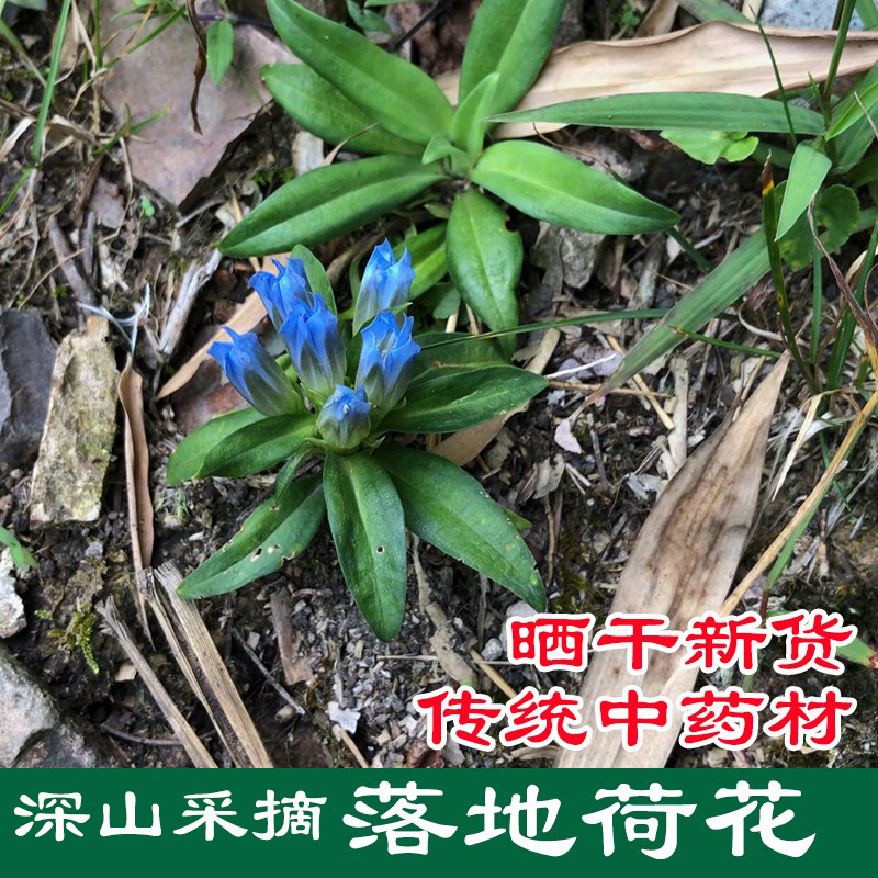 新货福建五岭龙胆草宝地莲九头青簇花龙胆鲤鱼胆地罗汉干货包邮-封面