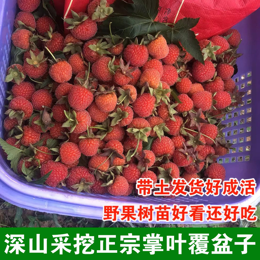 新鲜正宗掌叶复盆子鲜覆盆子苗树莓苗盆景牛奶母美味野果中药材