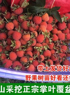 掌叶复盆子鲜覆盆子苗树莓苗