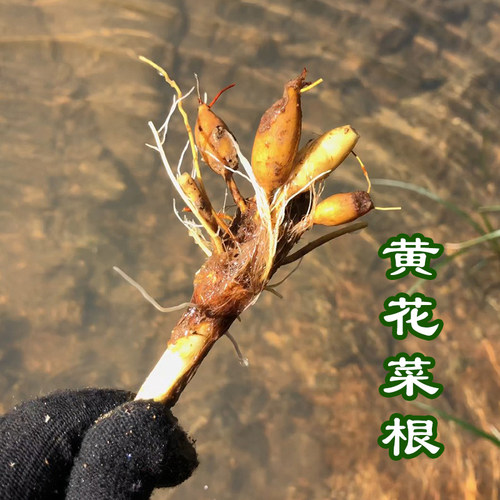 下单现挖深山野生金针根黄花菜根