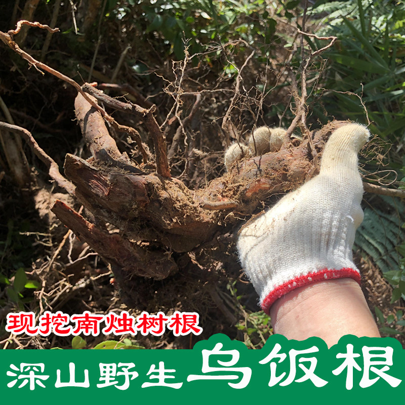 现挖新鲜正宗小叶乌饭树根南烛小号饭芦乌骨子灰黑珠中药材500克