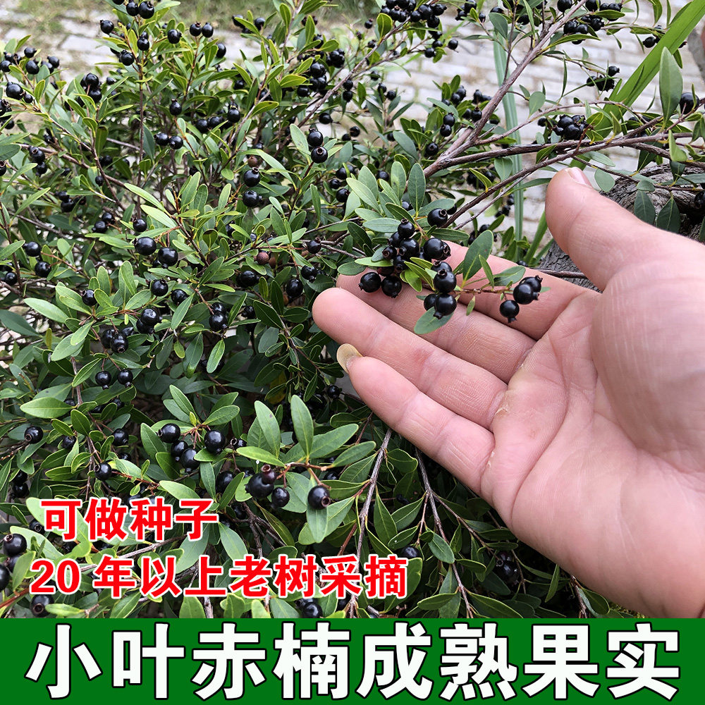 新货赤楠成熟果实小叶赤楠盆栽盆景牛金子鱼鳞木山乌珠儿时野果,鲜花速递/花卉仿真/绿植园艺,绿植,淘宝优惠券,粉丝福利购,淘宝优惠卷