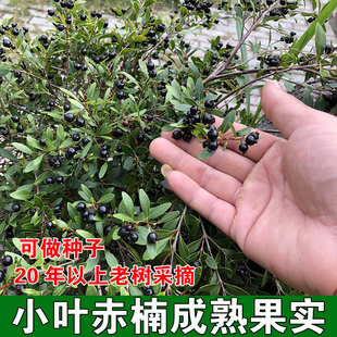 新货赤楠成熟果实小叶赤楠盆栽盆景牛金子鱼鳞木山乌珠儿时野果