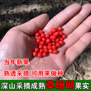 中药材草珊瑚种子熟透果实骨金粟兰今年新货九节茶九节风竹节茶