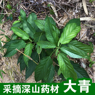 深山药材大青下单现采新鲜大青叶臭大青纯根臭梧桐中药材500G包邮
