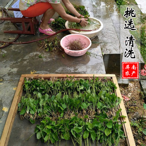 新货农家带根车前草干 新鲜250克车钱草天然整颗泡茶带籽