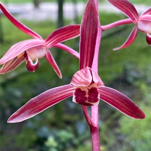 【中国红】墨兰色花传统品种名贵兰花兰草铭品盆栽花卉绿植