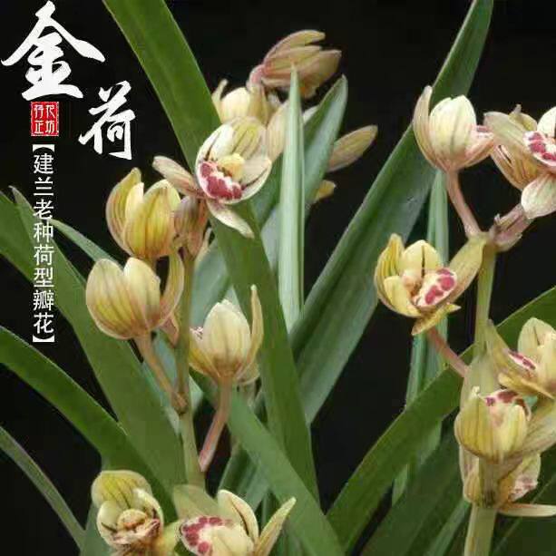 【金荷】建兰荷瓣传统名贵品种浓香型兰花盆栽花卉绿植