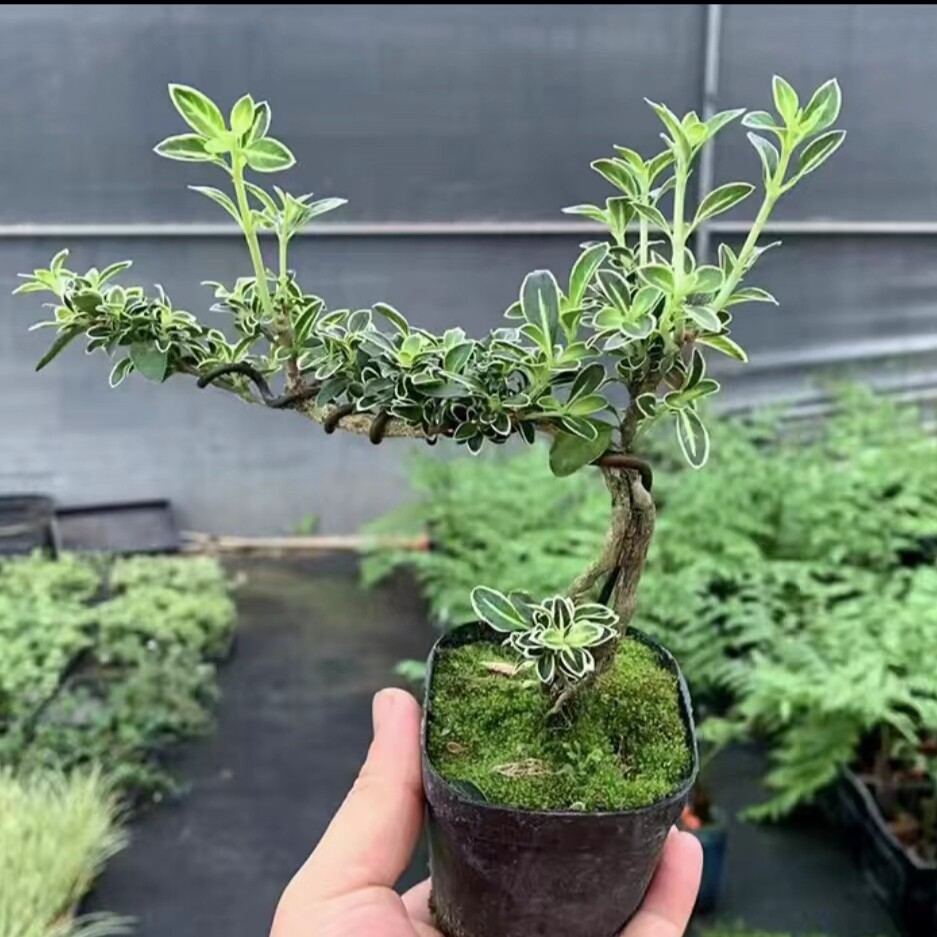 【六月雪】微盆景室内绿植桌面四季小盆栽植物简单禅意悬崖金边