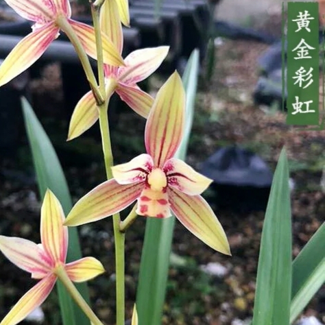 【黄金彩虹】建兰四季兰荷瓣色花花艺双全名贵兰花铭品花卉绿植