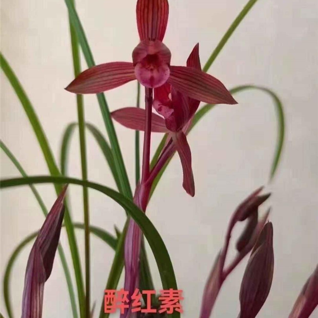 【醉红素】春兰色花传统品种名贵兰花兰草铭品盆栽花卉绿植