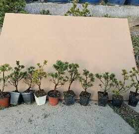 原生那须五针松四国五针松吾妻五针松小叶老盆微型日本贵品母树