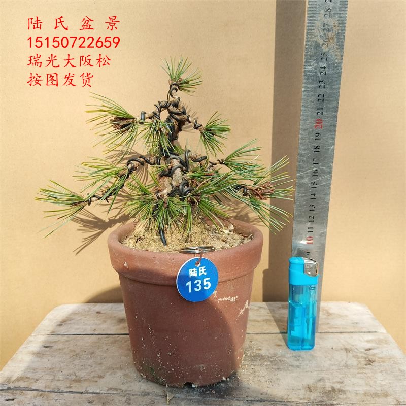 微型九重大阪松盆栽 小品瑞光大板松盆景 杨梅大坂松造窗台直播易