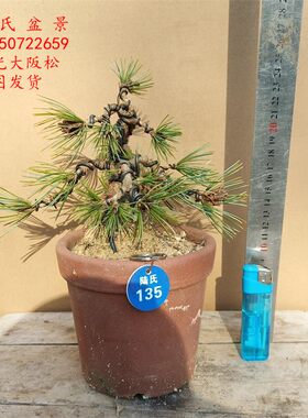 杨梅大阪松盆景瑞光大板松老盆口