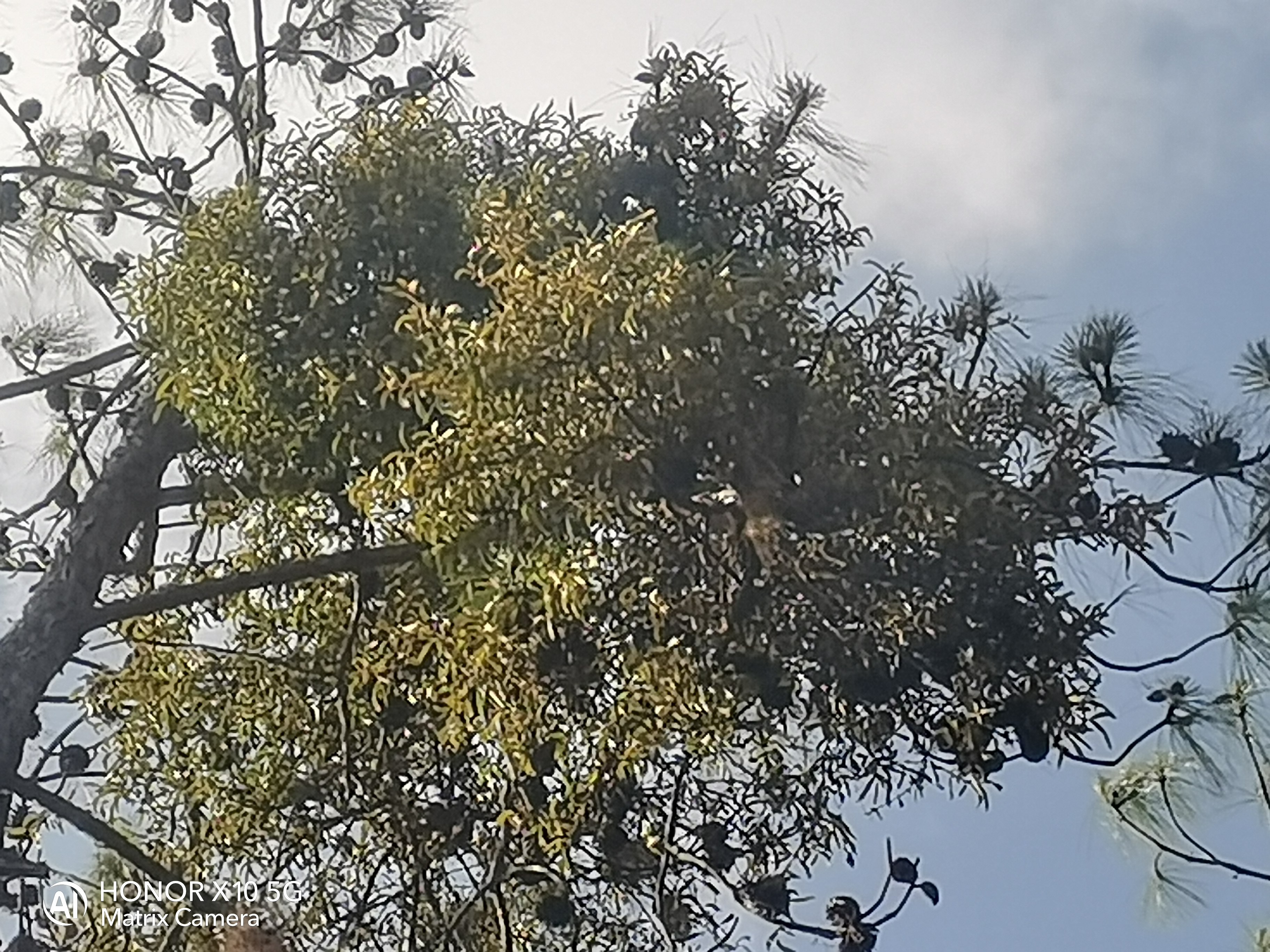 云南中草药松树寄生草纯新鲜寄生茶泡水喝现采纯天然