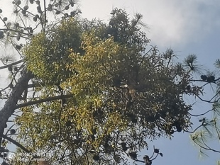 云南中草药松树寄生草纯新鲜寄生茶泡水喝现采纯天然