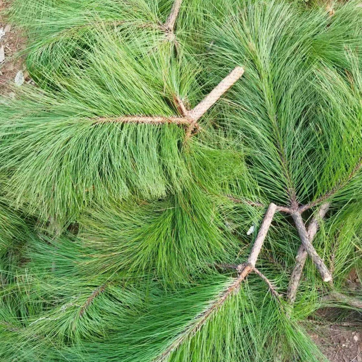 云南深山松针松毛马尾松针干新鲜松针茶泡水喝松针叶化痰