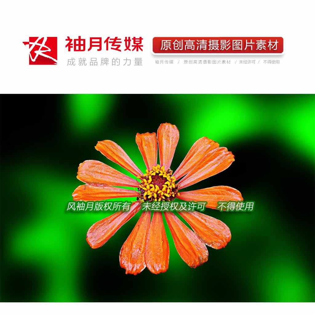 1张百日菊高清摄影图片植物花草花卉鲜花花朵头像背景