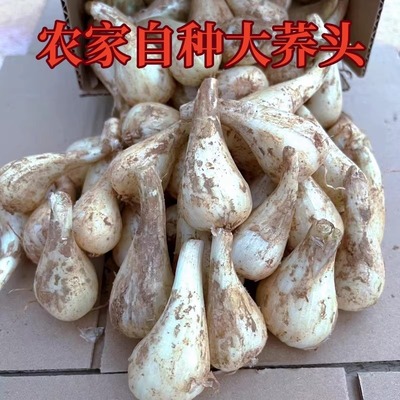 藠头新鲜现挖现发农家自种荞头