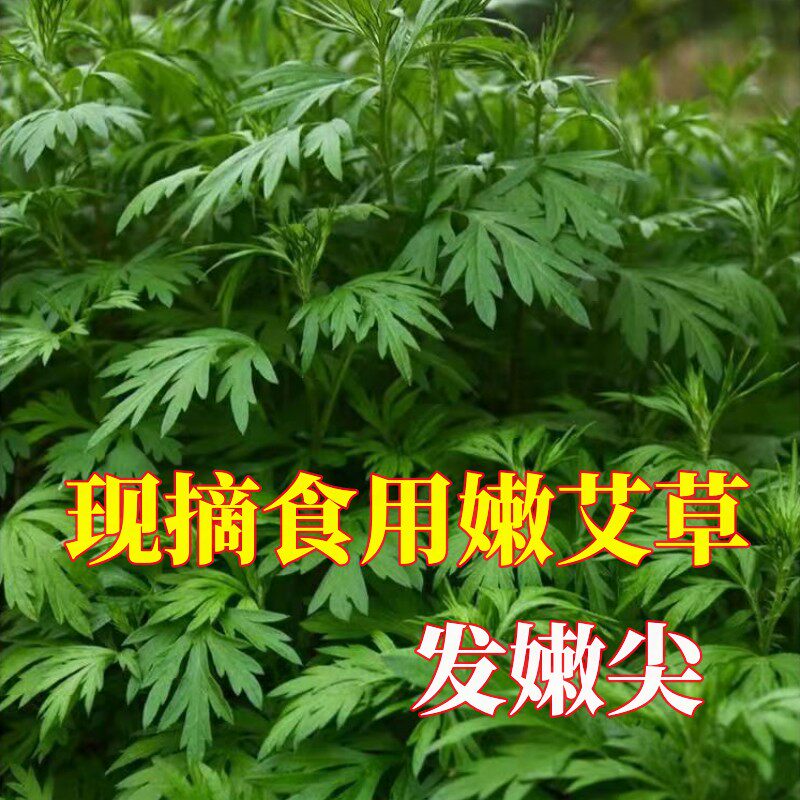 艾叶新鲜可食用野生现摘艾草糯米青团糍粑粑嫩尖生艾草清明草包邮
