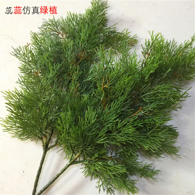 像柏树叶一样的植物,像柏树叶的小草叫什么,长得像柏树的草(第3页)_大山谷图库