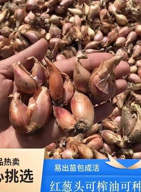 葱头种小葱葱头四季小香葱头本地葱苗红葱头香葱种头火葱头种种植