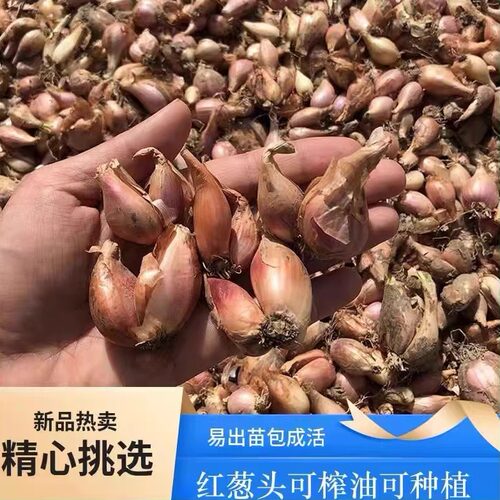 正宗葱头种四季种植成活率高