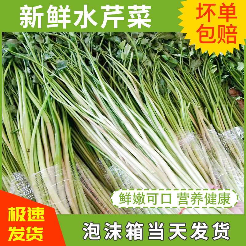 江苏水芹菜新鲜芹菜河芹现发包邮无节非去叶野生叶芹时令净菜蔬菜 水产肉类/新鲜蔬果/熟食 叶菜类 原图主图