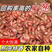 葱头香葱头红葱头火葱头种正宗四季 香新鲜小葱头本地农家自种小葱