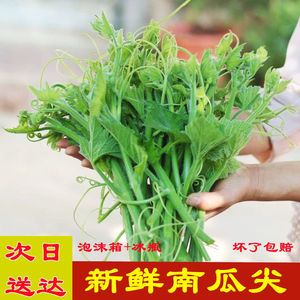 苏北农家品质南瓜藤新鲜现摘现发南瓜尖时令蔬菜沙拉南瓜蔓南瓜花