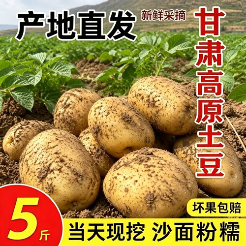 甘肃农家新鲜黄心沙面土豆